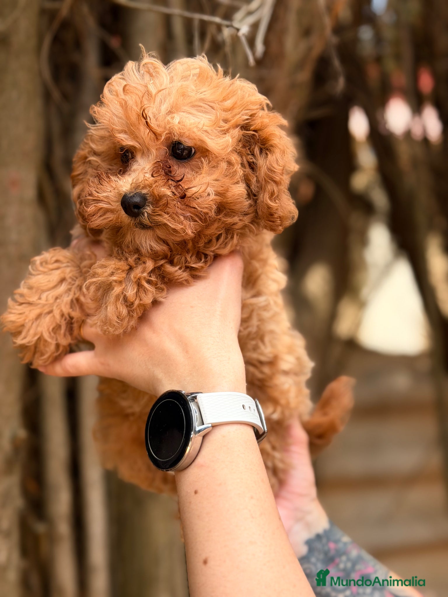 Caniche Toy perros en venta: Caniche Toy hembra  - Anuncio 5
