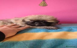 Pekinés perros en venta: Pekines imperial  - Imagen 3