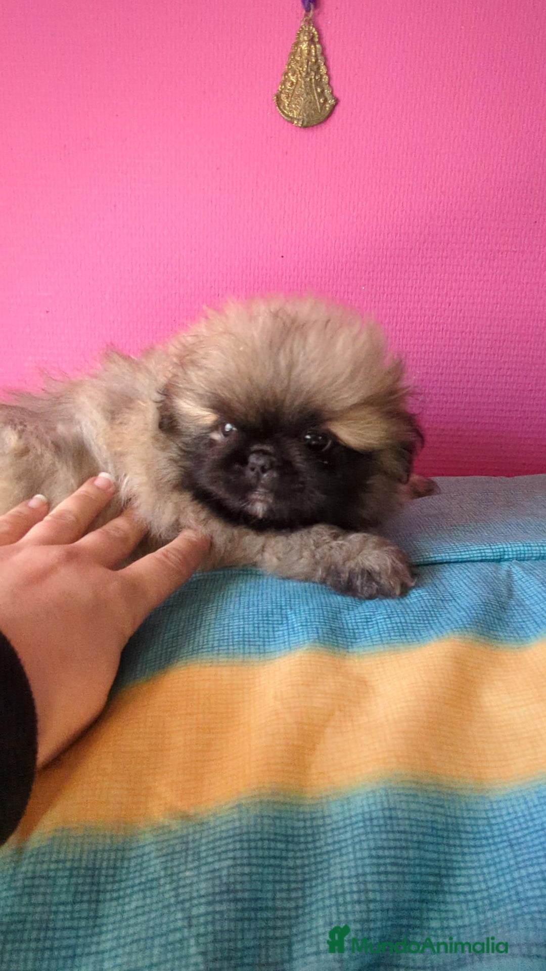 Pekinés perros en venta: Pekines imperial  - Imagen 3