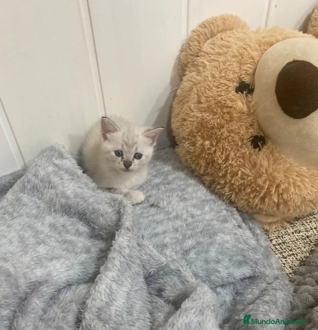 Raza Mixta gatos en venta: Cruce de siberianos  - Anuncio 2