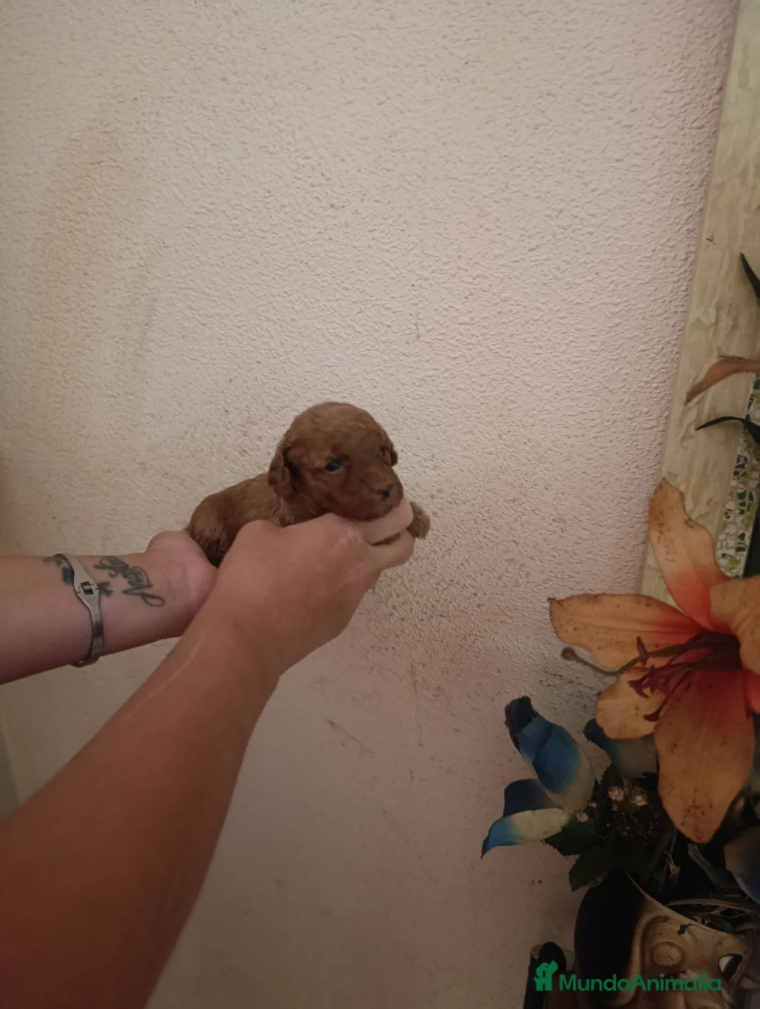Caniche Toy perros en venta: CANICHES TOYS EXCLUSIVOS  - Anuncio 1