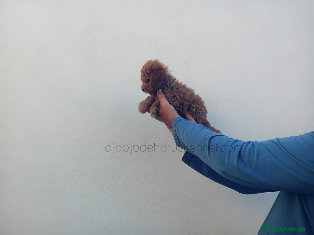 Caniche Toy perros en venta: ‼️‼️CANICHE HEMBRA TOY ROJA 50% ASIÁTICA  - Imagen 1