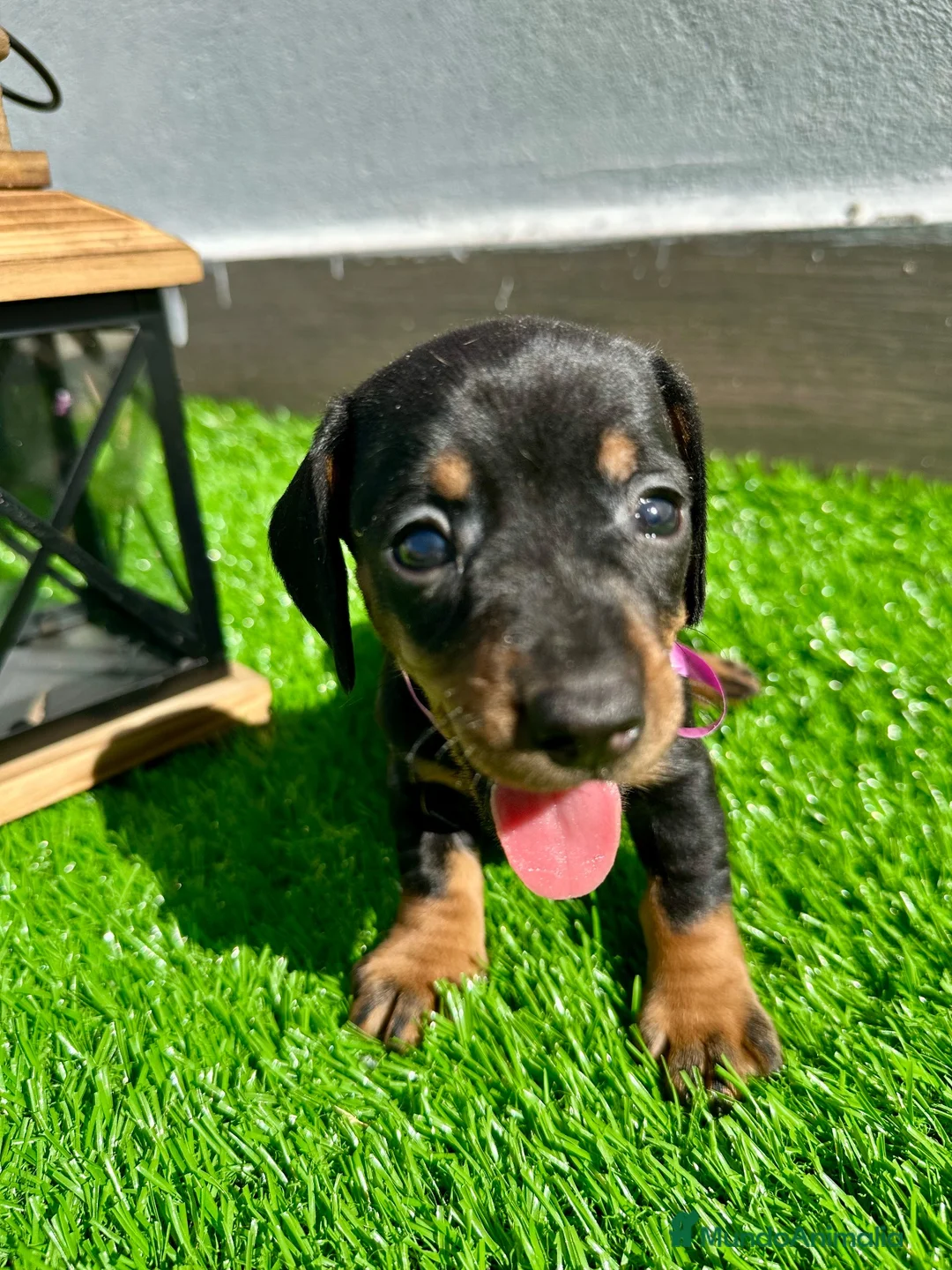 Teckel Miniatura perros en venta: TECKEL MINI  - Anuncio 1
