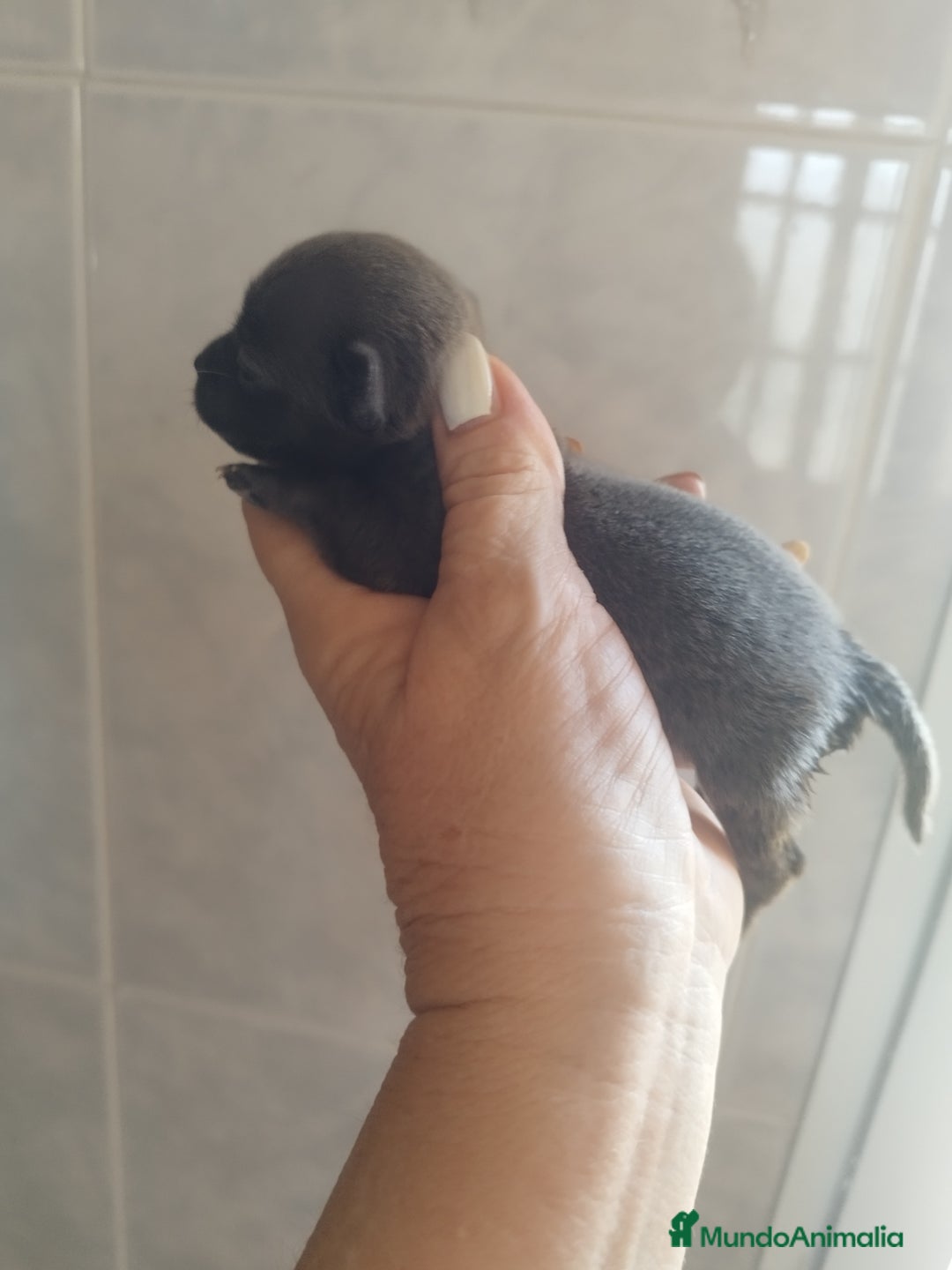 Chihuahua perros en venta: CHIHUAHUAS BLUE TOYS - Imagen 5