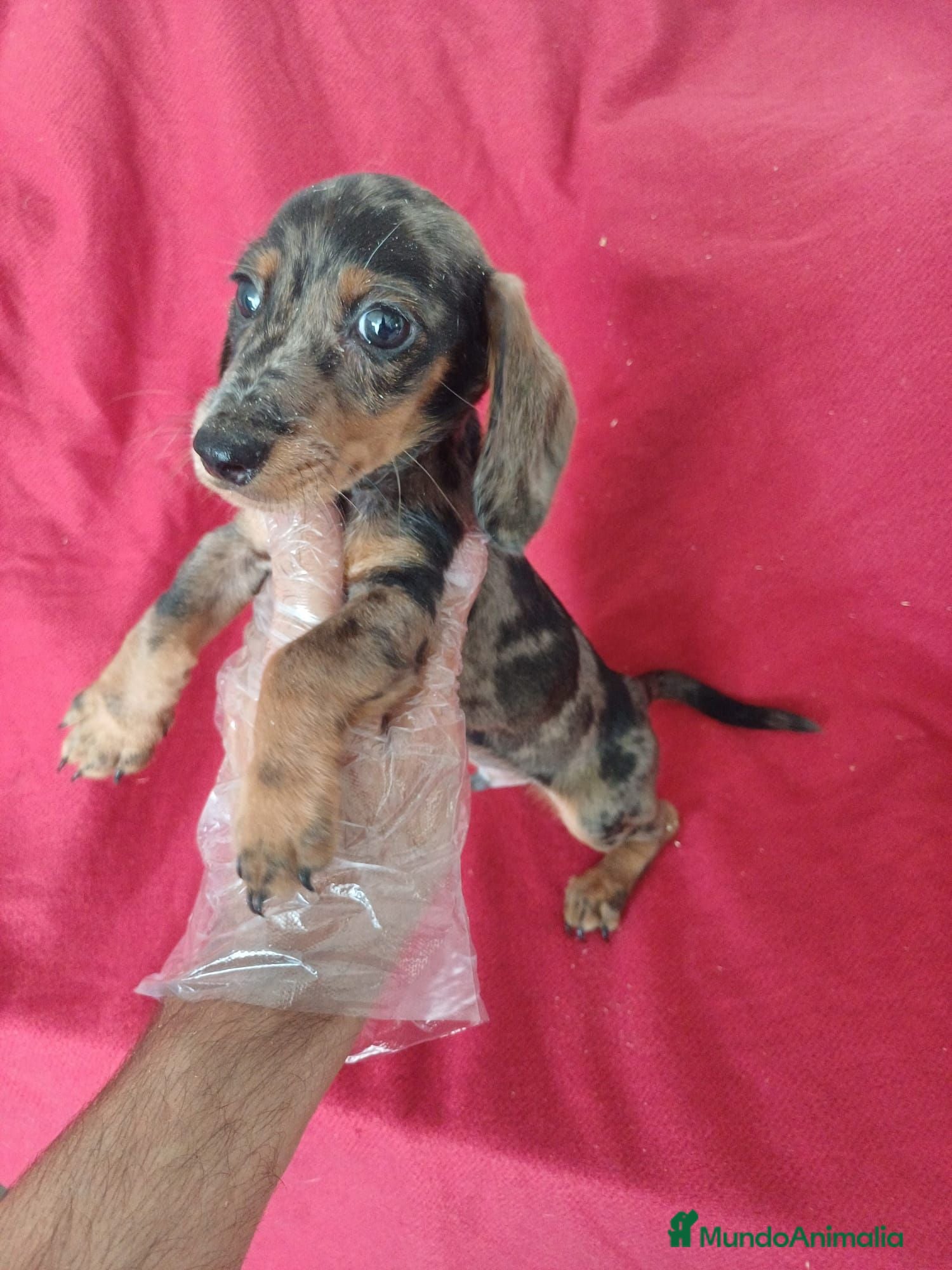 Teckel Miniatura perros Teckel Mini Arlequin  - Anuncio 1