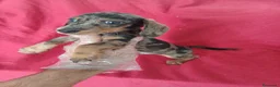 Teckel Miniatura perros en venta: Teckel Mini Arlequin  - Anuncio 1
