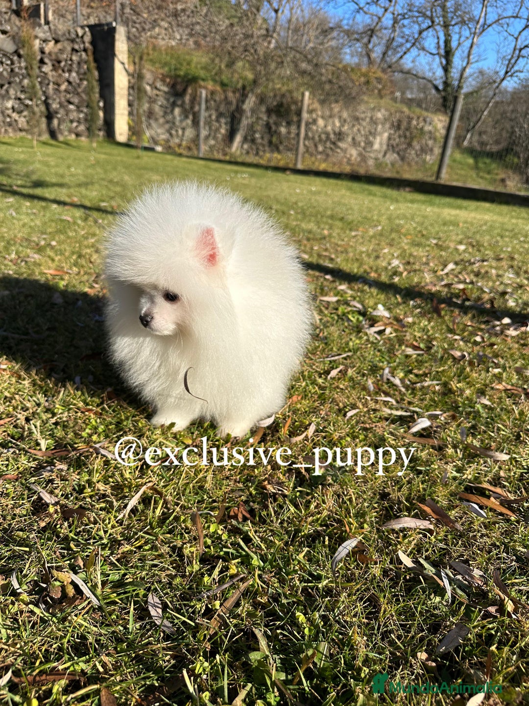 Pomerania perros en venta: Osito de Lulu de Pomerania  - Anuncio 5