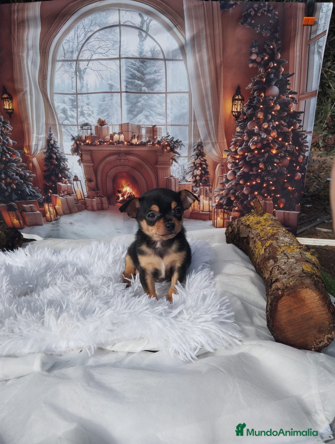 Chihuahua perros en venta: CHIHUAHUAS toy cabeza de manzana - Anuncio 5