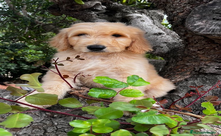 Goldendoodle perros - Propaganda 1