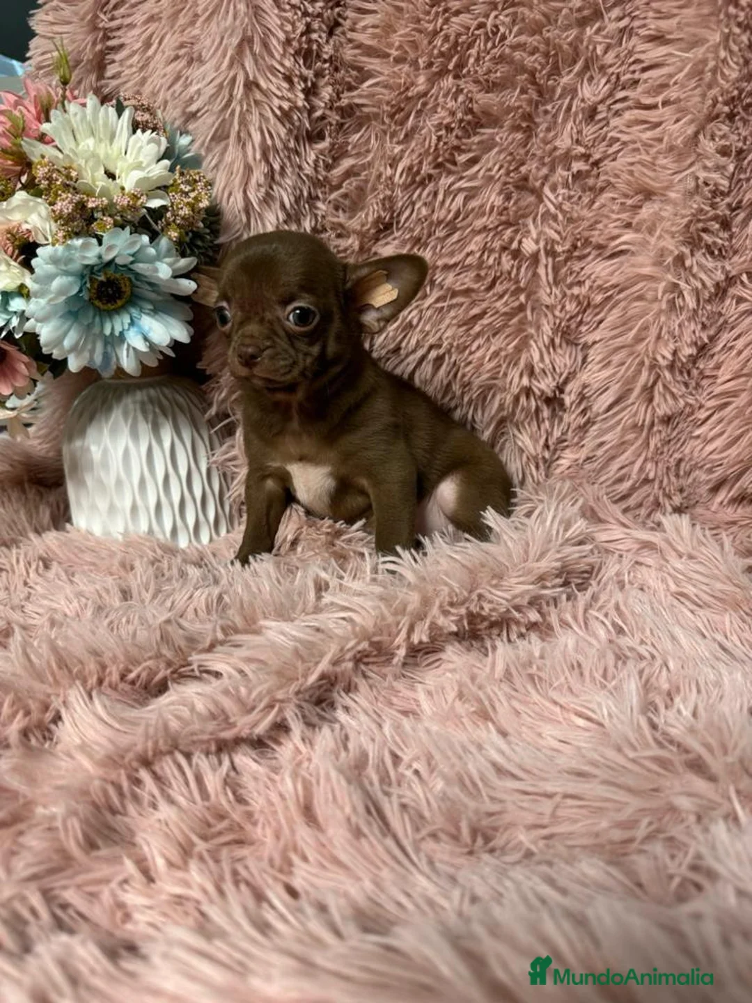 Chihuahua perros en venta: chihuahua del valle caprice - Anuncio 1