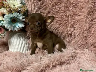 Chihuahua perros chihuahua del valle caprice - Anuncio 1