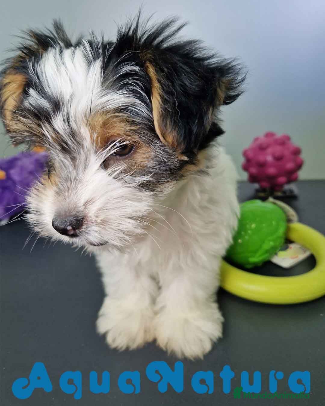 Biewer Yorkshire Terrier a la Pom Pon perros en venta: Yorkshire Biewer Hembra CJMM 1764 AQUANATURA - Imagen 7