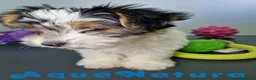 Biewer Yorkshire Terrier a la Pom Pon perros en venta: Yorkshire Biewer Hembra CJMM 1764 AQUANATURA - Anuncio 7