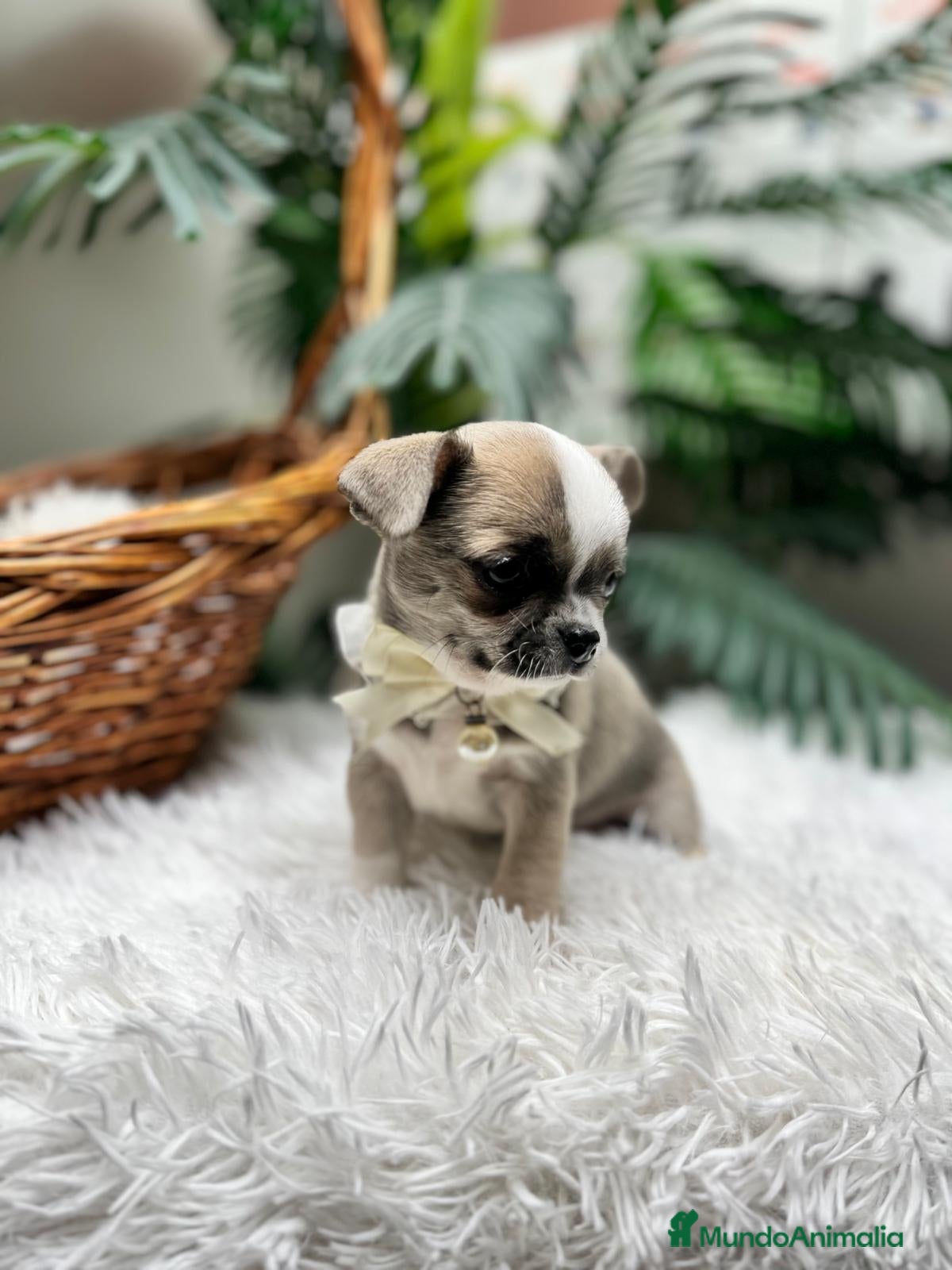 Chihuahua perros CHIHUAHUA  - Anuncio 1