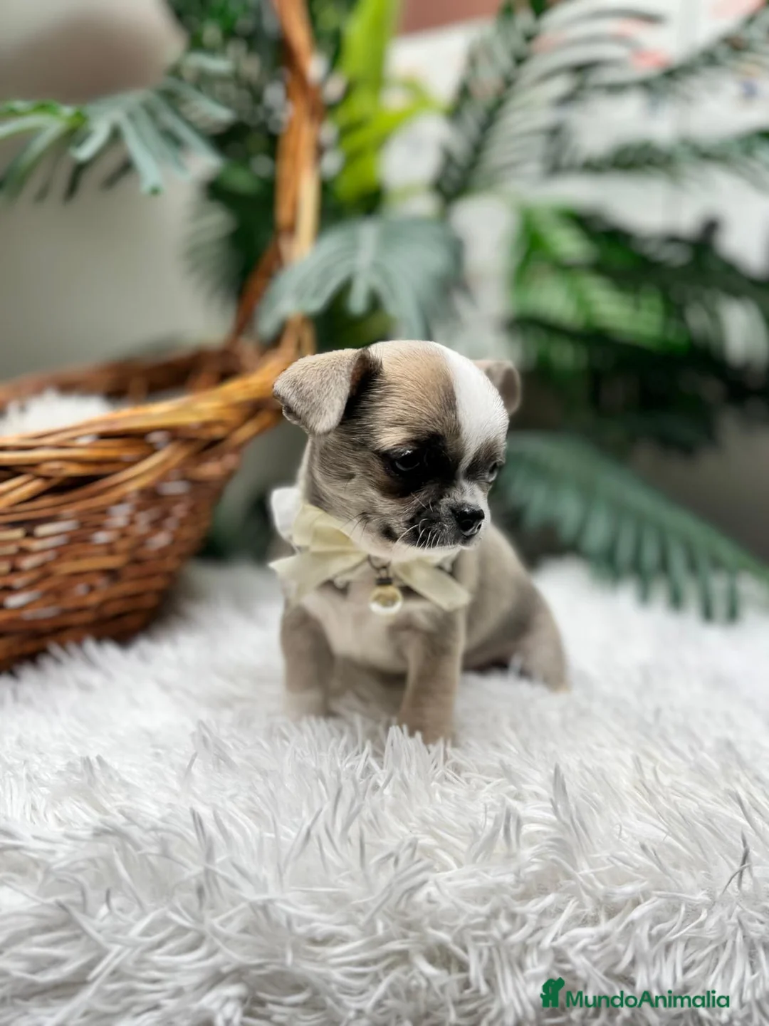 Chihuahua perros en venta: CHIHUAHUA  - Anuncio 1