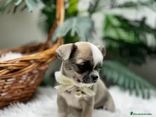 Chihuahua perros CHIHUAHUA - Anuncio 1