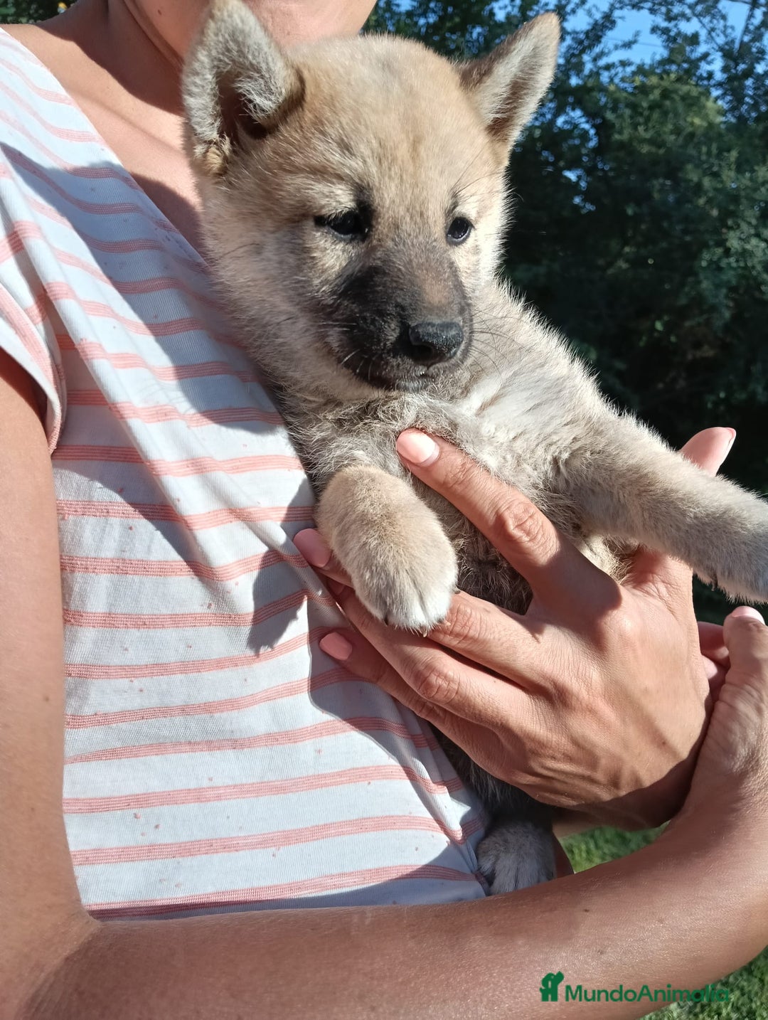 Shiba Inu perros en venta: Cachorros de Shiba Inu - Imagen 4