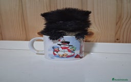 Pomerania perros en venta: Pomeranea  - Imagen 1