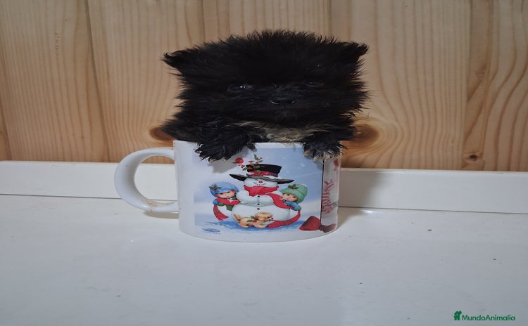 Pomerania perros - Anuncio 10