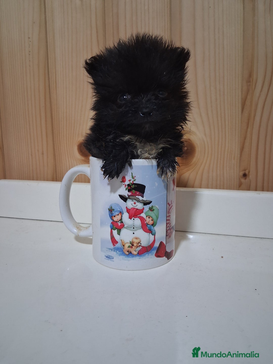 Pomerania perros en venta: Pomeranea  - Imagen 1