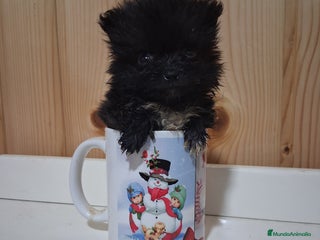 Pomerania perros - Anuncio 19