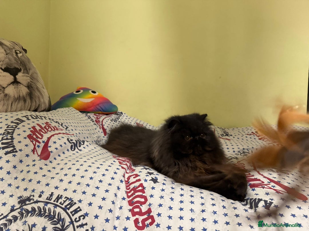 Persa gatos en venta: Gatos persas - Anuncio 4