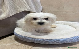 Bichón Maltés perros en venta: Oportunidad bichon maltés  - Anuncio 7