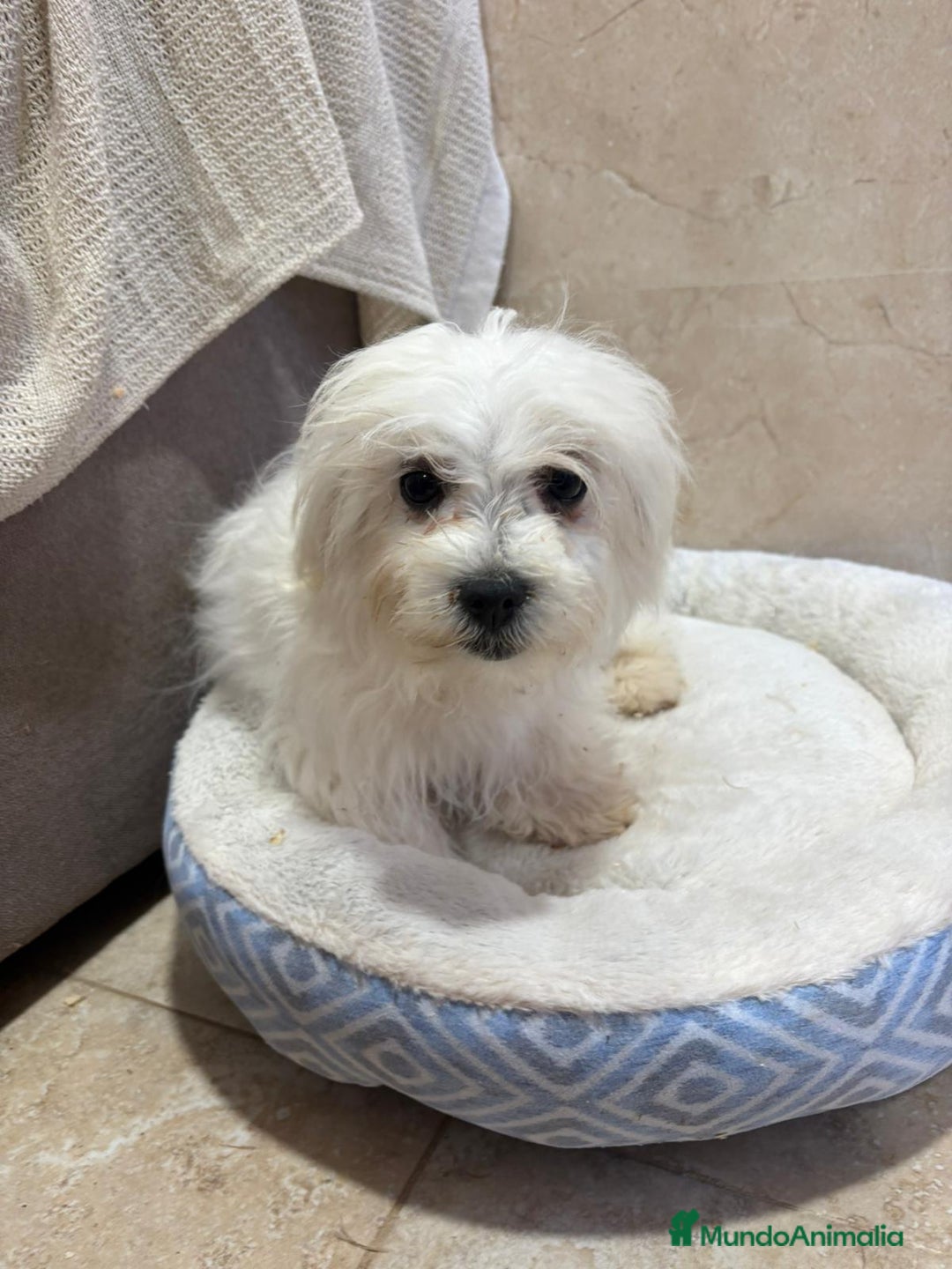 Bichón Maltés perros en venta: Oportunidad bichon maltés  - Anuncio 7