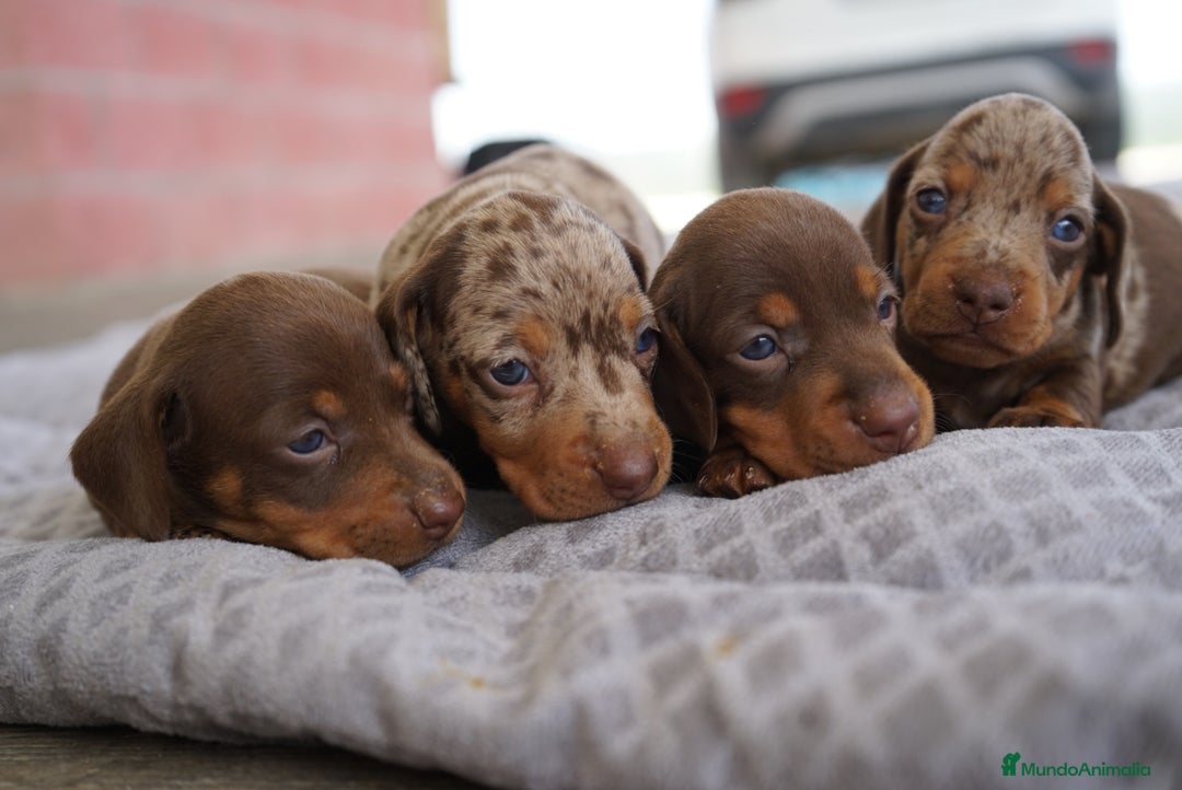 Teckel perros en venta: 🌟 Frisco, Calypso, Pau y Sunny 🐾Mini Teckels 🍫✨ - Imagen 4