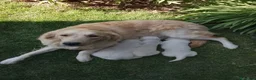Golden Retriever perros en venta: Cachorros de golden retriever  - Anuncio 5