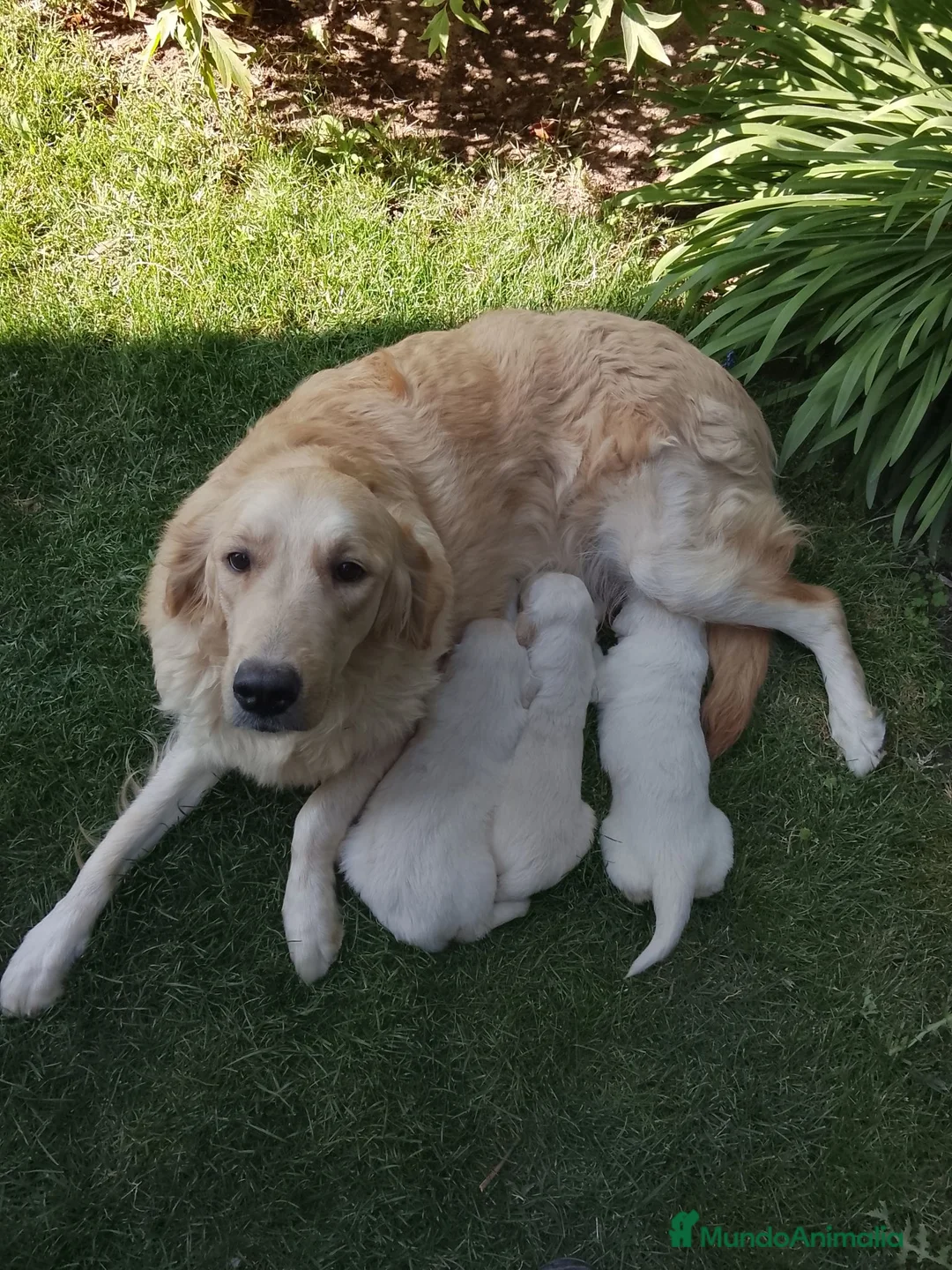 Golden Retriever perros en venta: Cachorros de golden retriever  - Anuncio 5