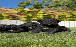 Caniche Toy perros en venta: CANICHE TOY - Imagen 7