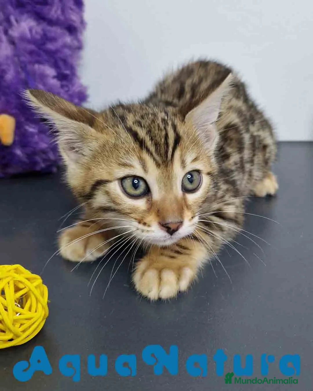 Bengalí gatos en venta: Bengali Hembra 1824 AQUANATURA en Barcelona - Anuncio 8