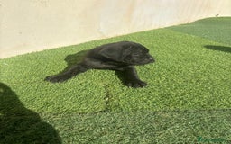 Cane Corso perros en venta: Cane Corso  - Anuncio 5