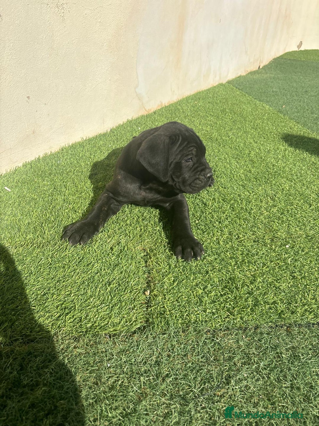 Cane Corso perros en venta: Cane Corso  - Anuncio 5