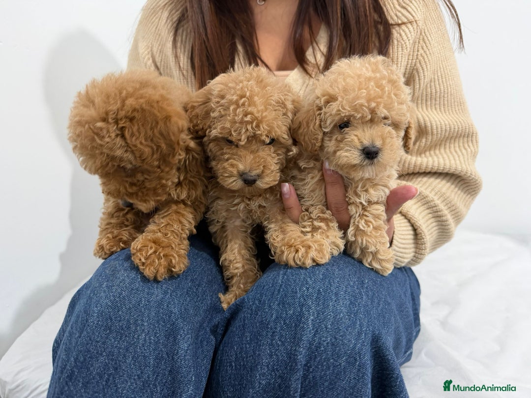 Caniche Toy perros en venta: Caniche Toy  - Anuncio 4