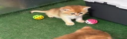 Británico de Pelo Corto gatos en venta: British Shorthair Golden chinchilla - Anuncio 6