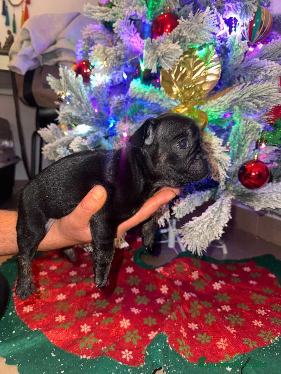 Bulldog Francés perros en venta: Hembra Bulldog Frances - Anuncio 1