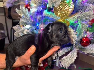 Bulldog Francés perros Hembra Bulldog Frances - Anuncio 1