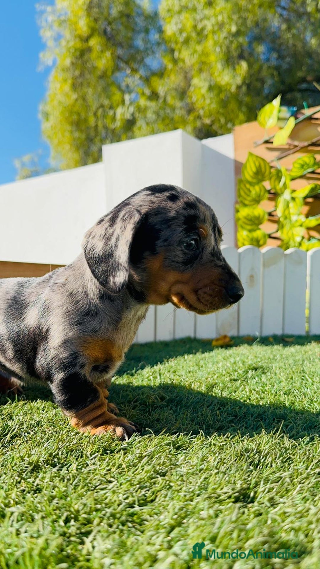 Teckel Miniatura perros en venta: TECKEL MINIATURA HEMBRA - Anuncio 14