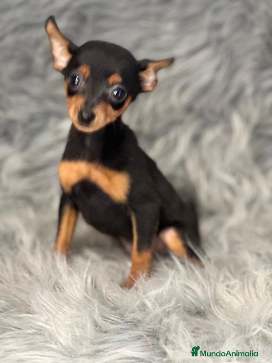 Ratón de Praga perros en venta: Ratón de Praga  - Anuncio 4