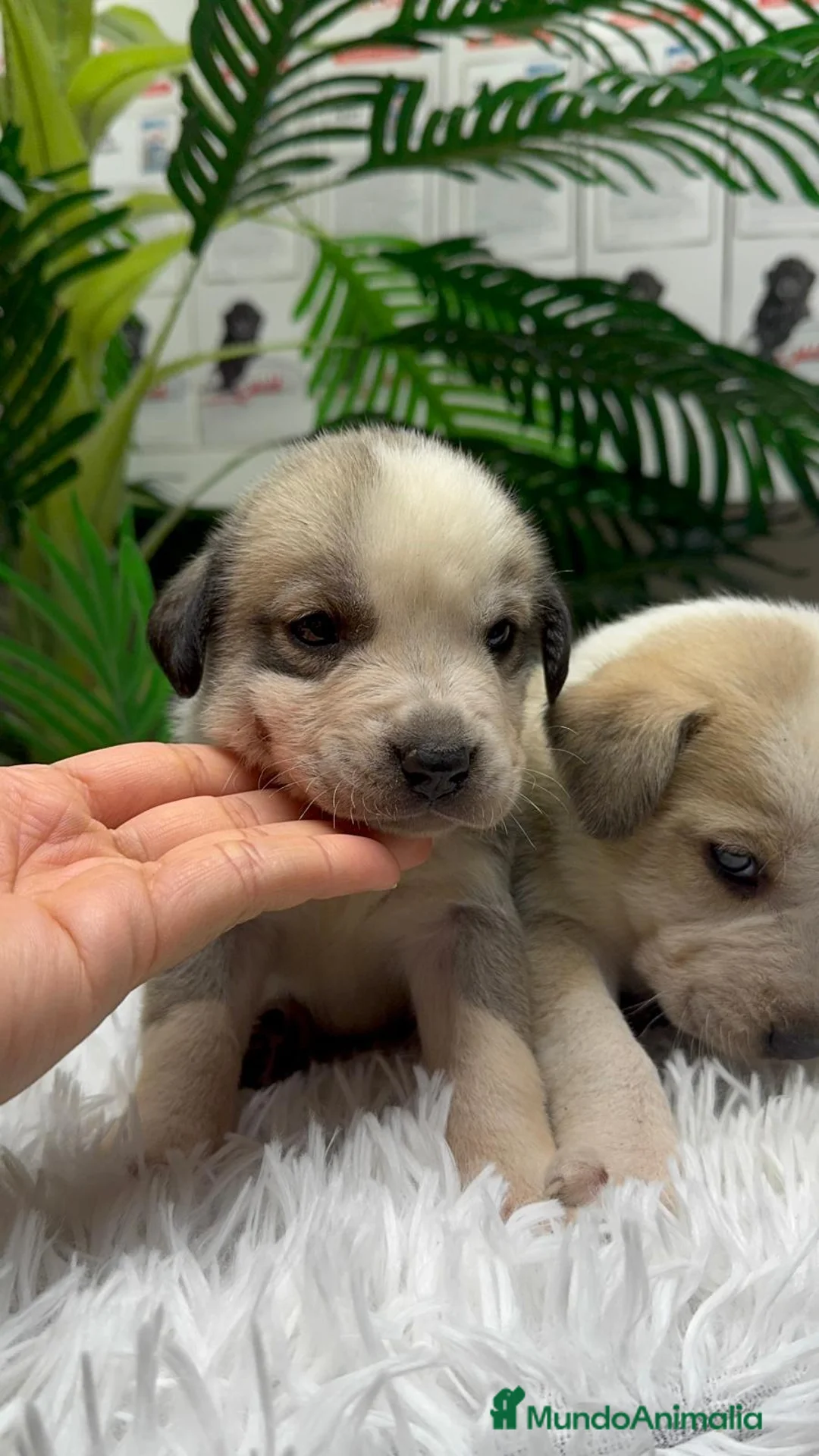 Mastín Español perros en venta: MASTIN ESPAÑOL - Anuncio 15