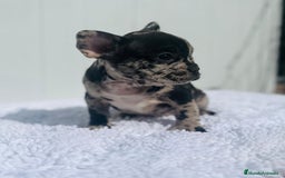 Bulldog Francés perros en venta: Cachorrita de Bulldog francés Merle blue  - Imagen 3