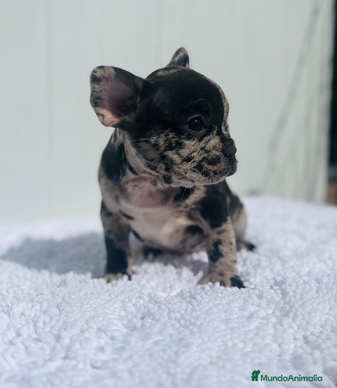 Bulldog Francés perros en venta: Cachorrita de Bulldog francés Merle blue  - Imagen 3