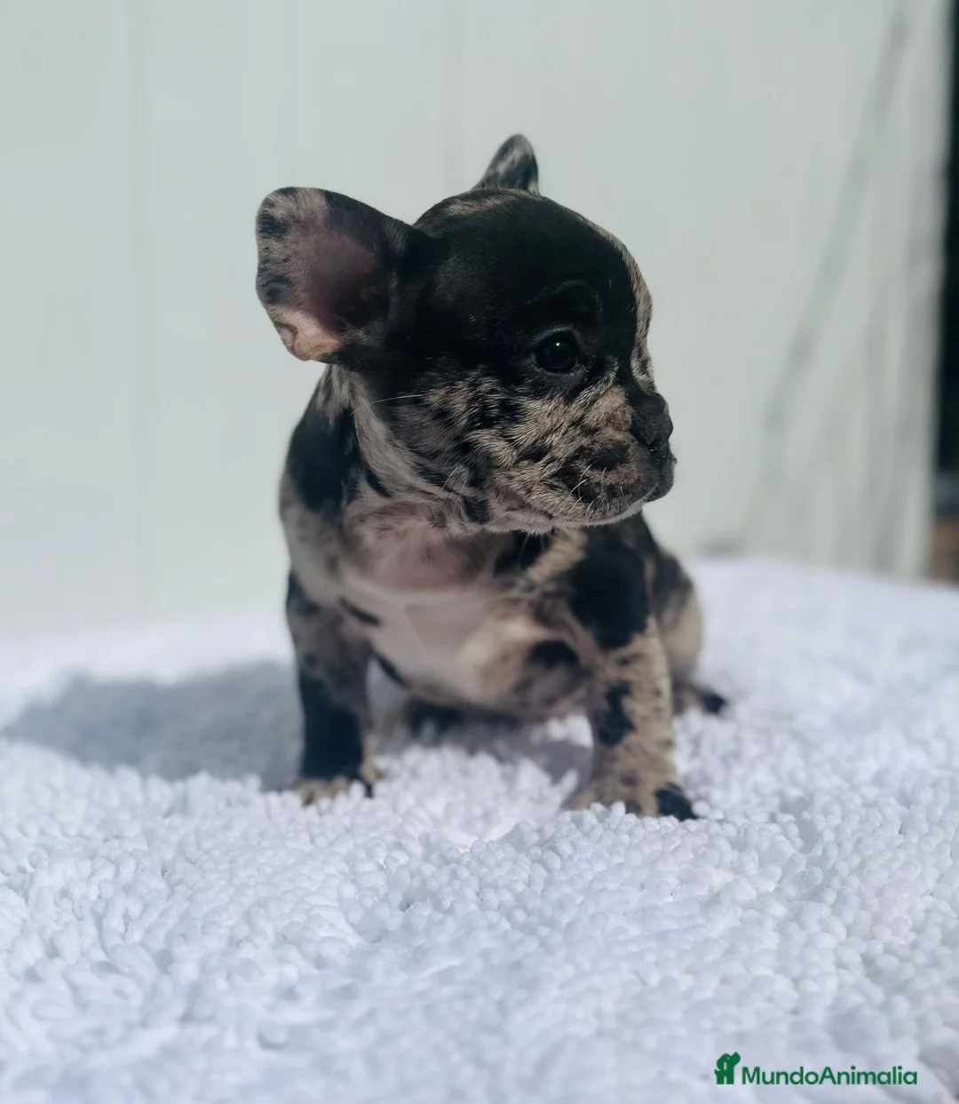 Bulldog Francés perros en venta: Cachorrita de Bulldog francés Merle blue  - Anuncio 3