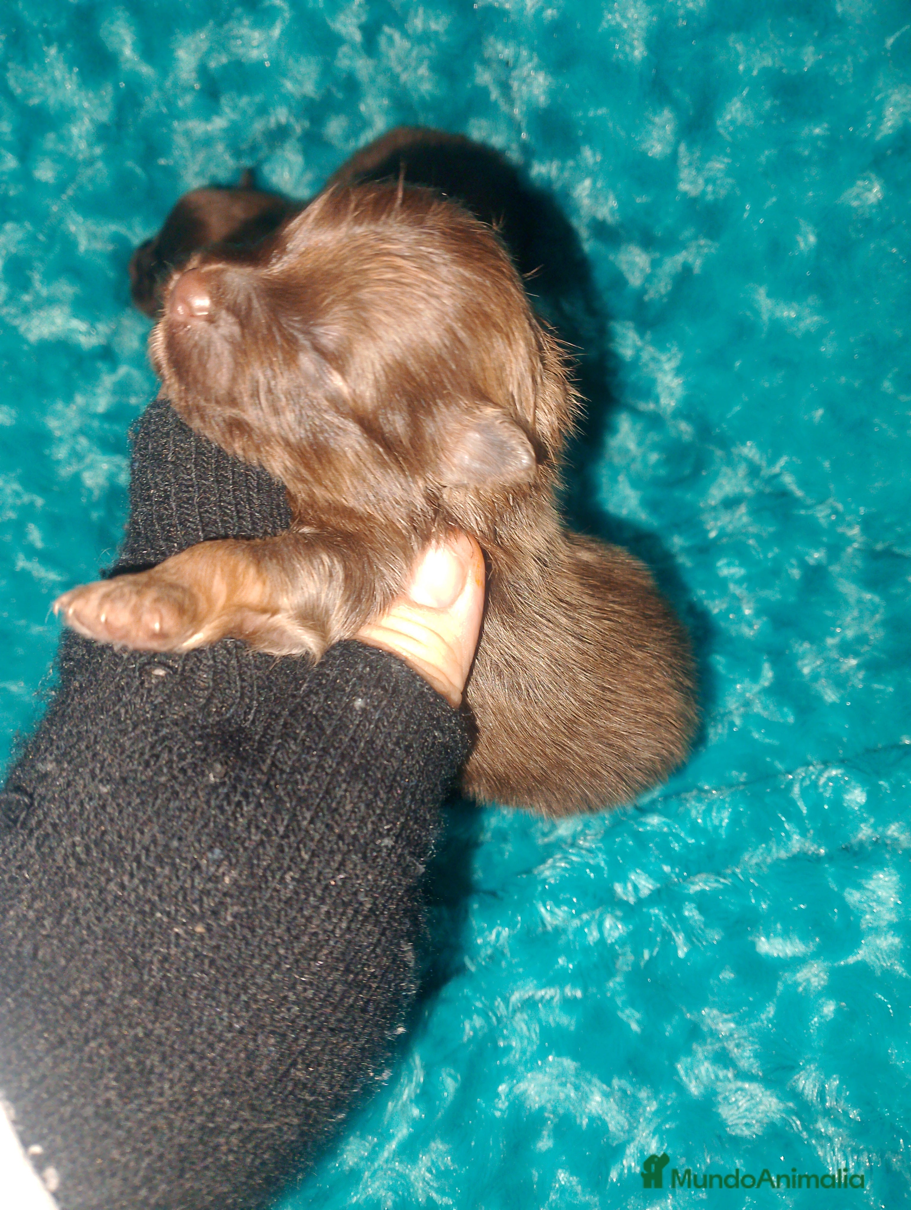 Raza Mixta perros Maltipom machos chocolate  - Anuncio 2