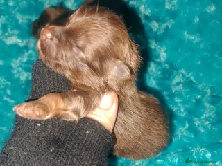 Raza Mixta perros Maltipom machos chocolate - Anuncio 24