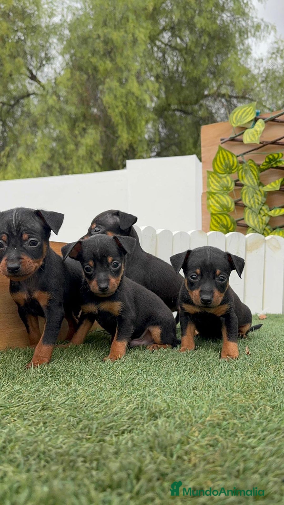 Pinscher Miniatura perros en venta: Pinscher - Imagen 22