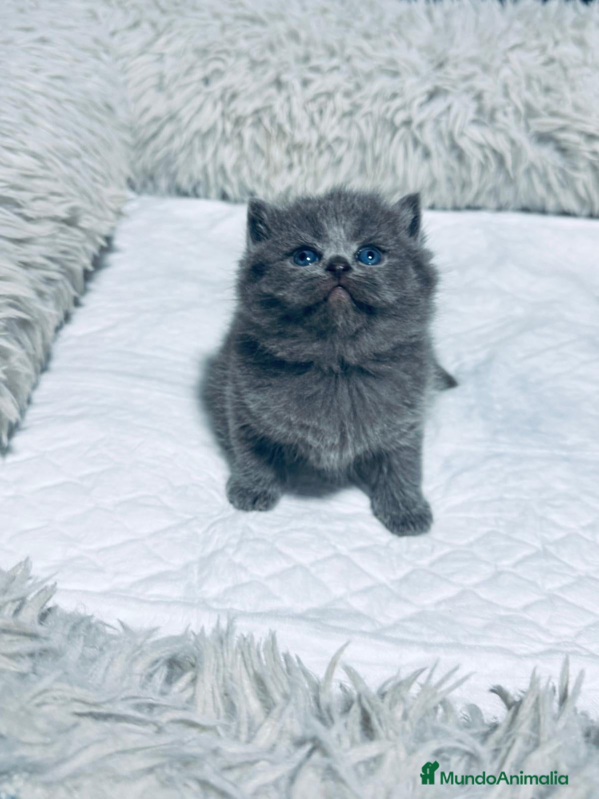 Británico de Pelo Largo gatos BRITISH  AZULES Y LILACS - Anuncio 7