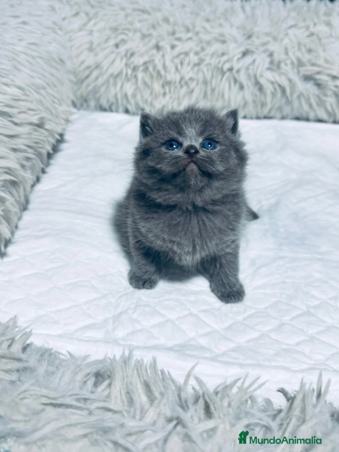 Británico de Pelo Largo gatos en venta: BRITISH  AZULES Y LILACS - Anuncio 1